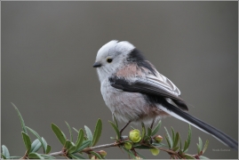 <p>MLYNAŘÍK DLOUHOOCASÝ (Aegithalos caudatus) /Long-tailed-tit - Schwanzmeise/</p>